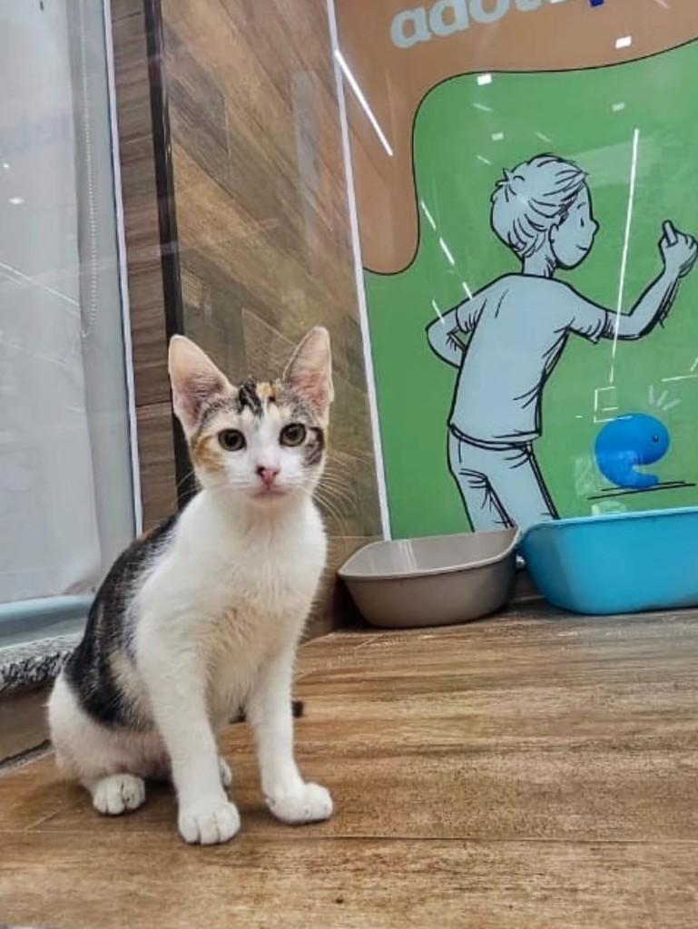 Frida, gata de porte pequeno para adoção em São Luís - MA