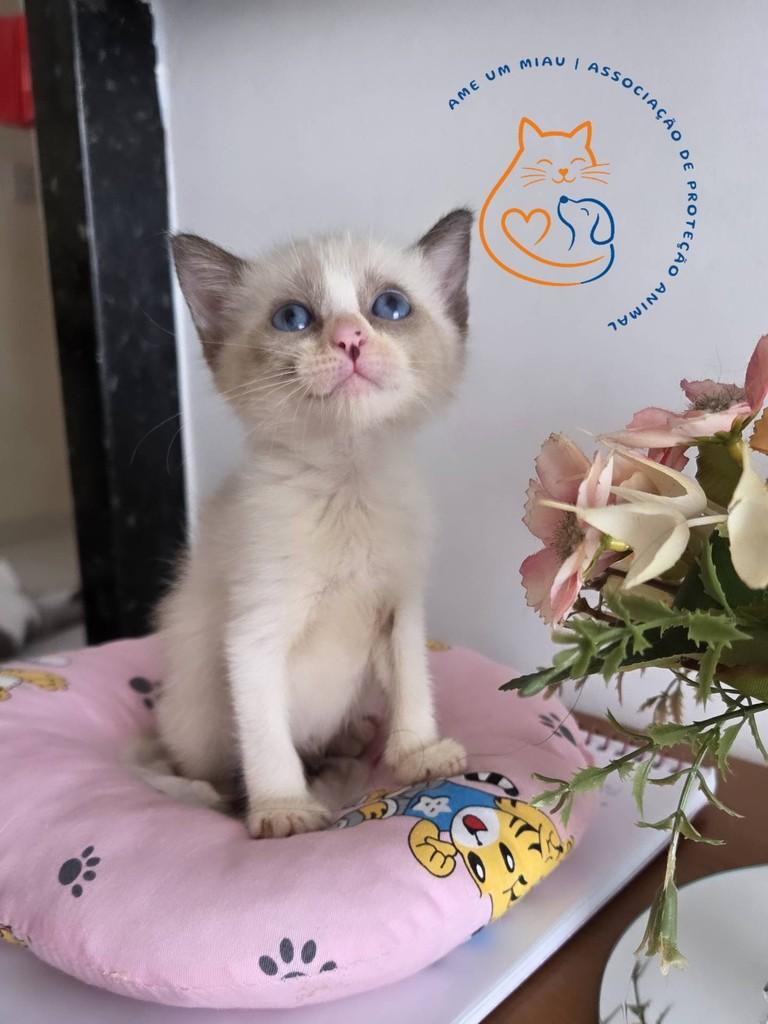 Paçoca, gata de porte pequeno para adoção em São Luís - MA