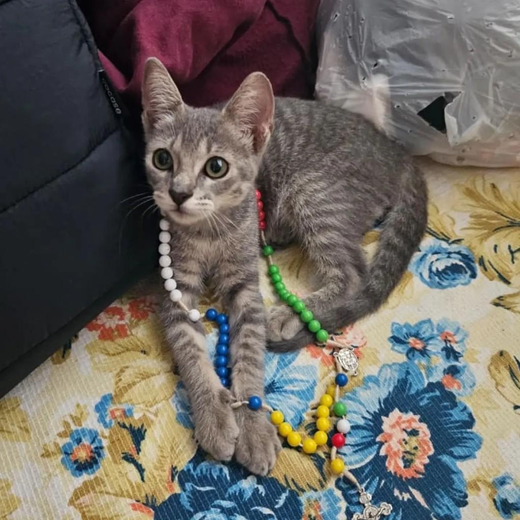 Bela, gata de porte pequeno para adoção em São Luís - MA