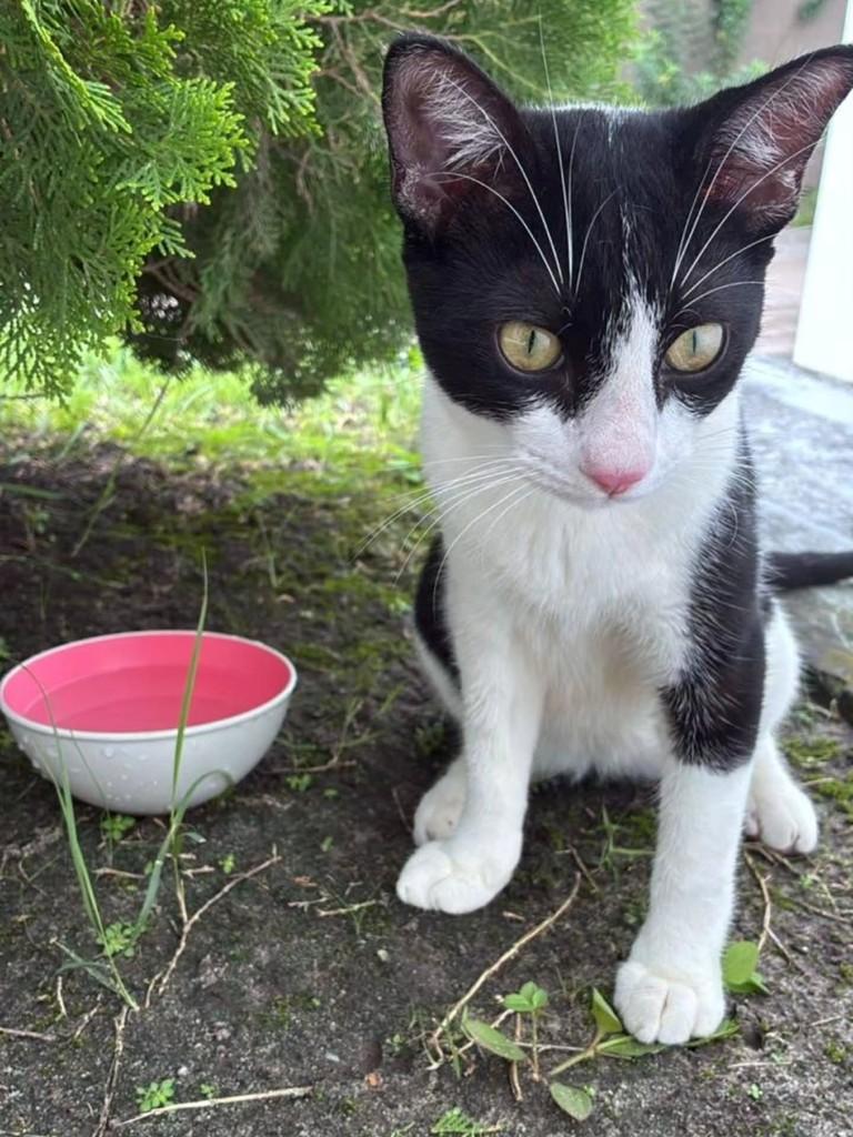 Frajolinha, gato de porte pequeno para adoção em São Luís - MA