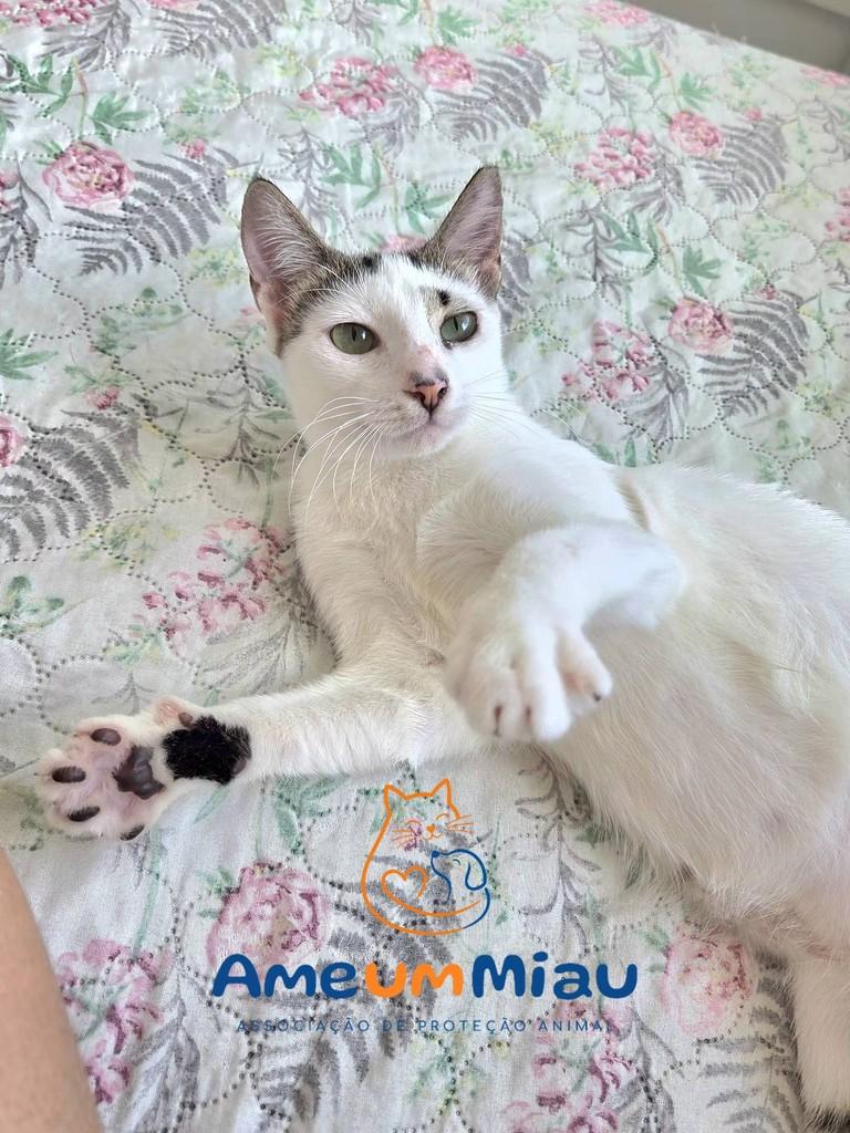 Eloá, gata de porte pequeno para adoção em São Luís - MA