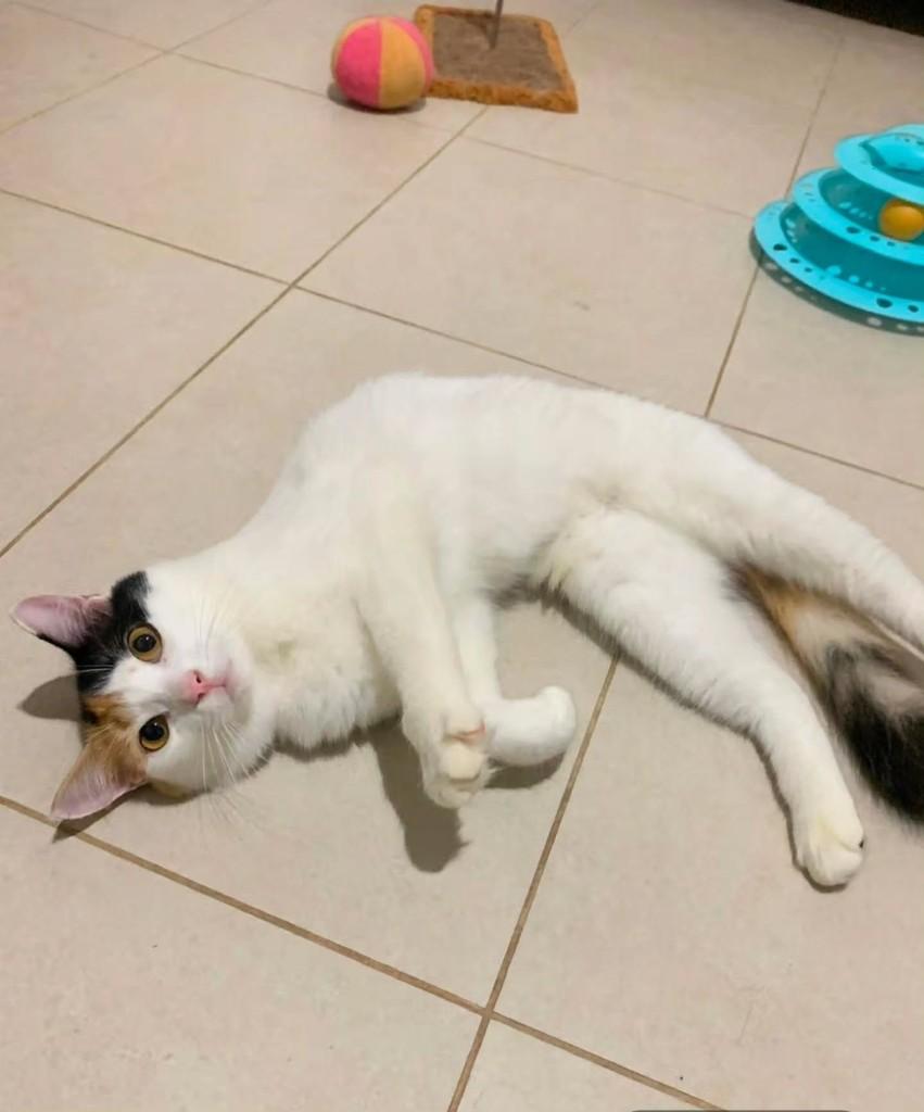 Lívia, gata de porte pequeno para adoção em São Luís - MA