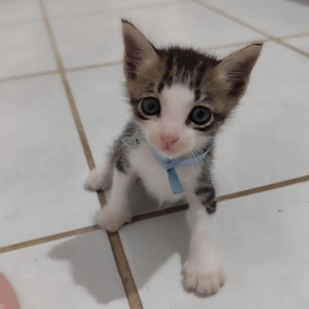 Branquinho, gata de porte pequeno para adoção em São Luís - MA