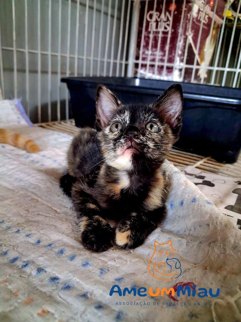Estrelinha, gata de porte pequeno para adoção em São Luís - MA