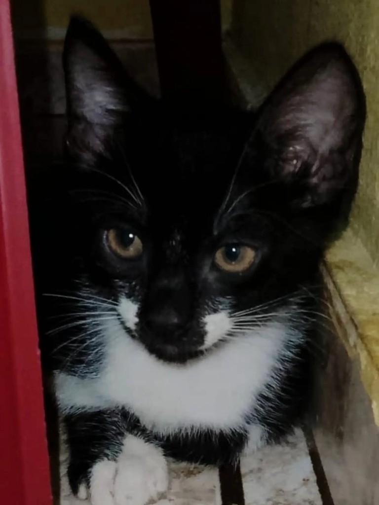 Pretinha, gata de porte pequeno para adoção em São Luís - MA