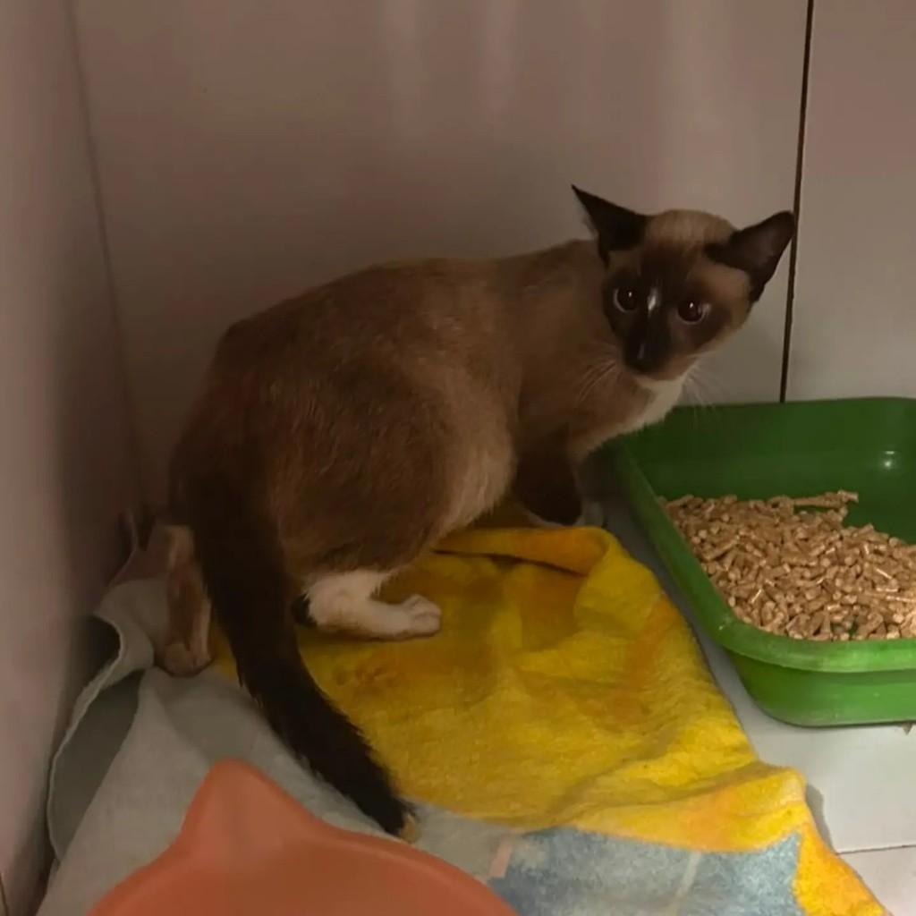 Lindeza, gata de porte pequeno para adoção em São Luís - MA
