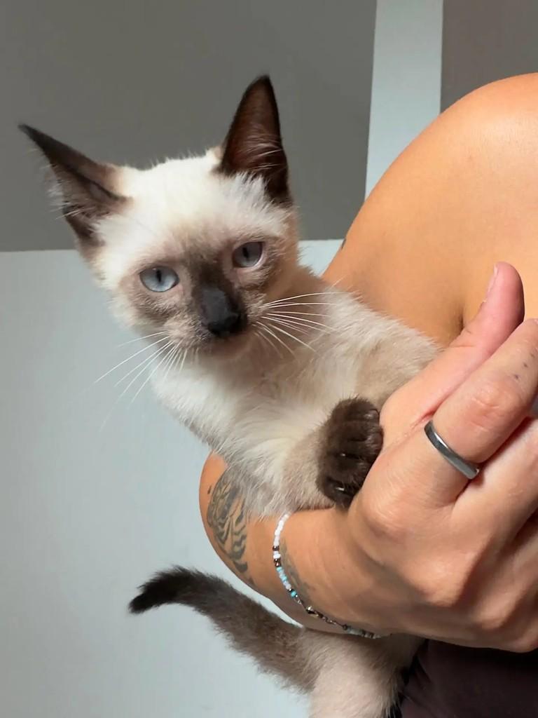 Princesinha, gato de porte pequeno para adoção em São Luís - MA