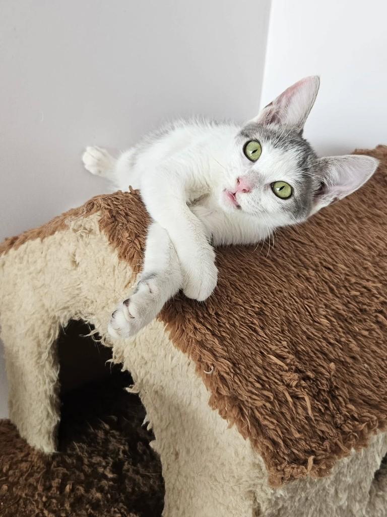 Babalu, gata de porte pequeno para adoção em São Luís - MA