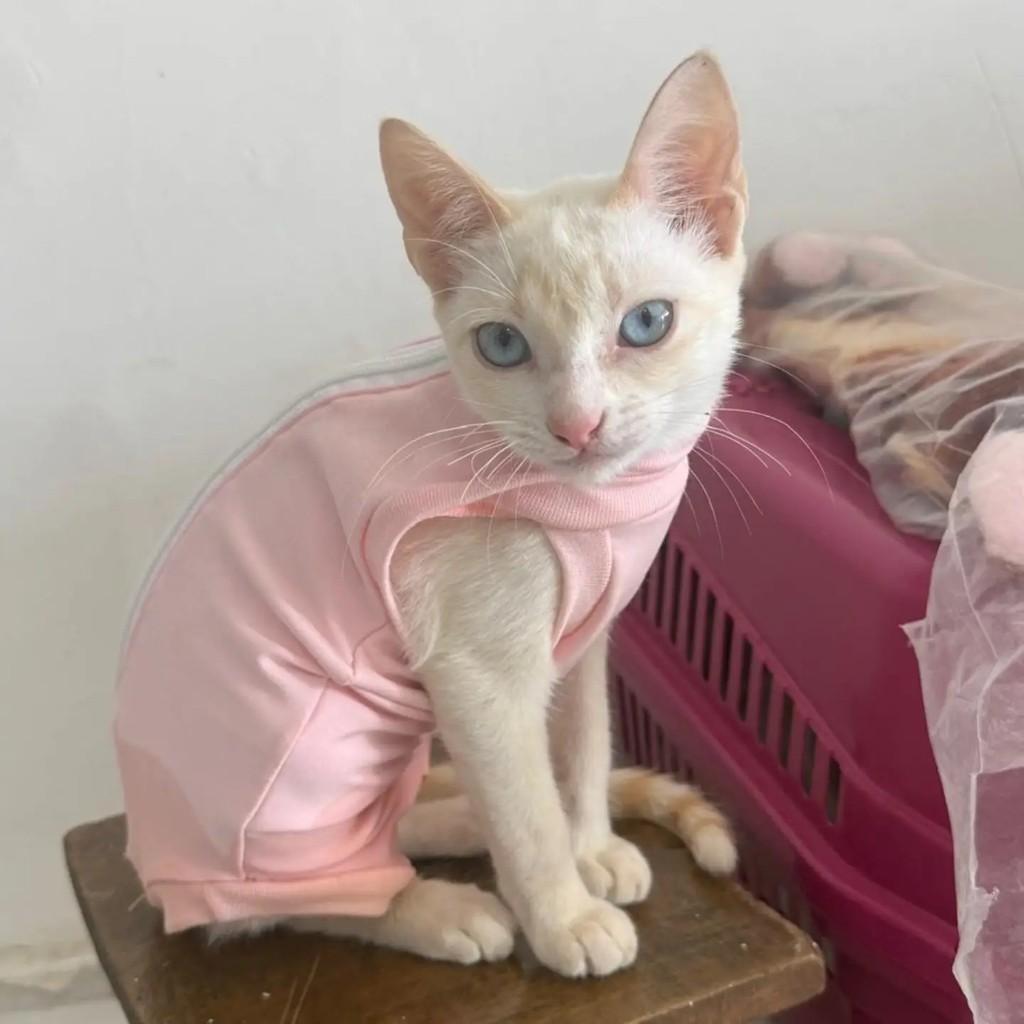 Princesa, gata de porte pequeno para adoção em São Luís - MA