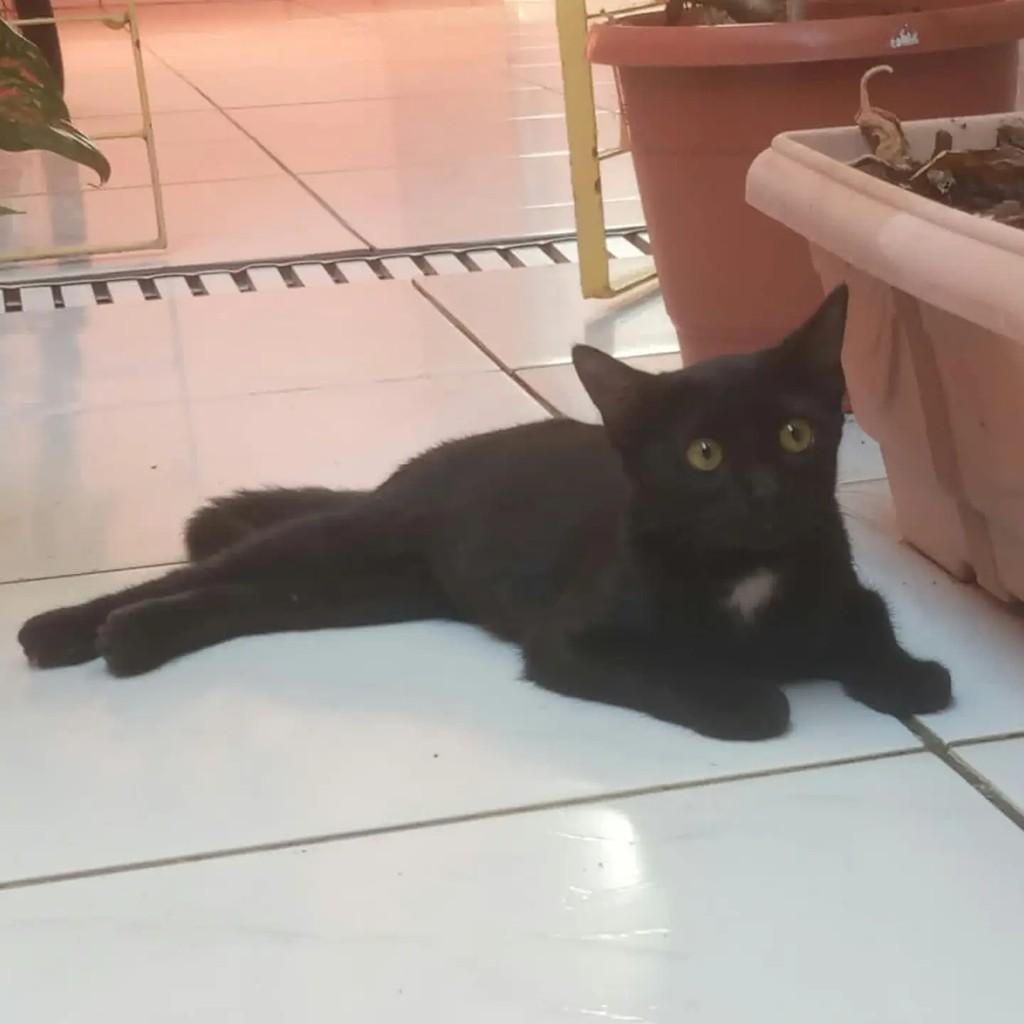 Luna, gata de porte pequeno para adoção em São Luís - MA