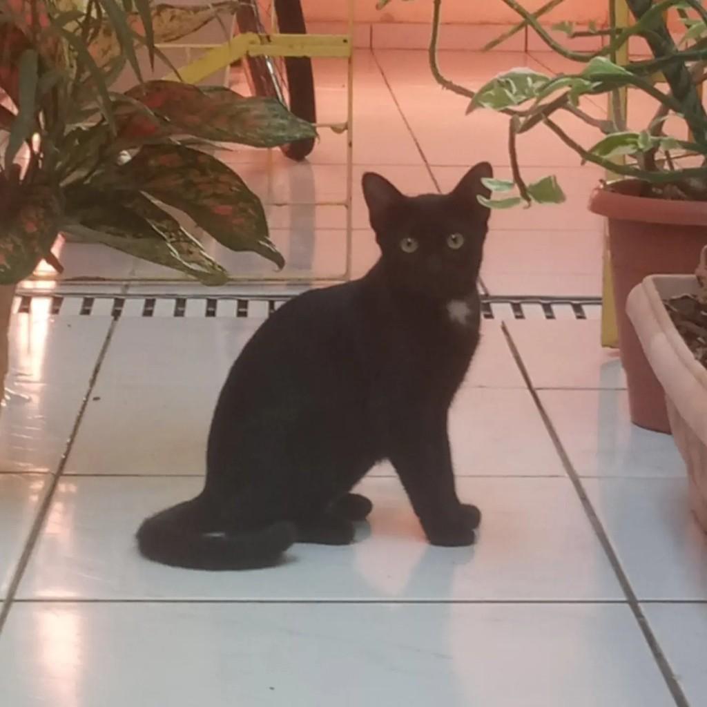 Luna, gata de porte pequeno para adoção em São Luís - MA — foto 2 de 2