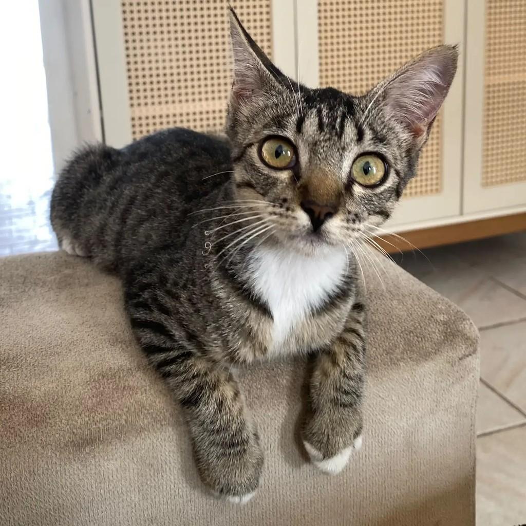 Clara, gata de porte pequeno para adoção em São Luís - MA