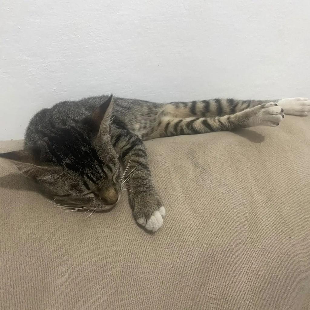 Clara, gata de porte pequeno para adoção em São Luís - MA — foto 2 de 2
