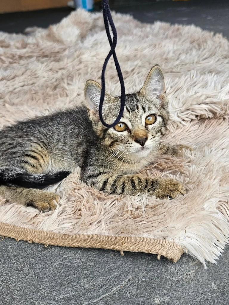 Miya, gata de porte pequeno para adoção em São Luís - MA