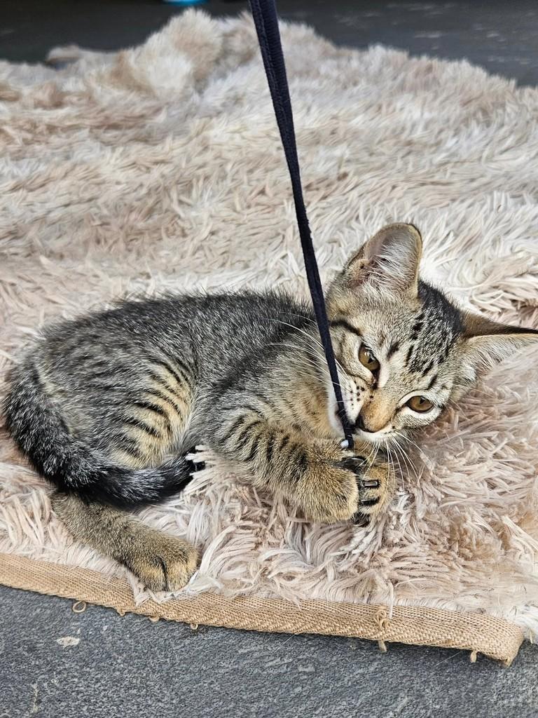 Miya, gata de porte pequeno para adoção em São Luís - MA — foto 2 de 8