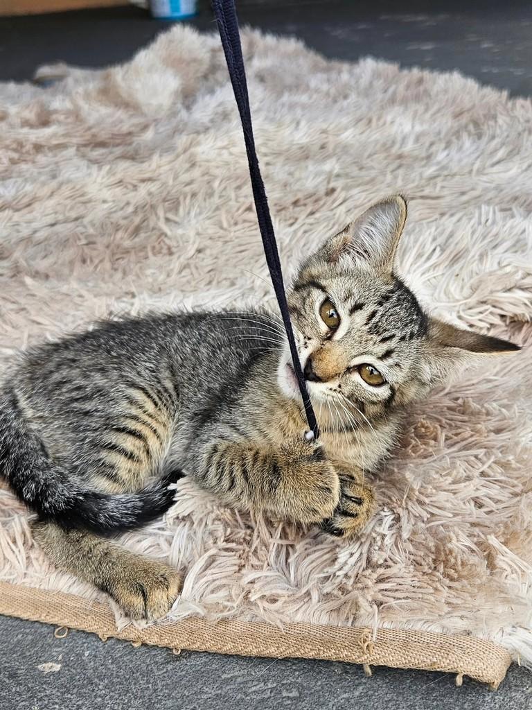 Miya, gata de porte pequeno para adoção em São Luís - MA — foto 3 de 8