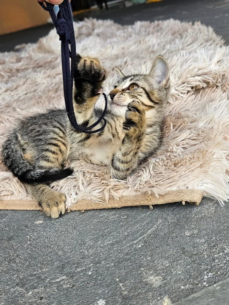 Miya, gata de porte pequeno para adoção em São Luís - MA — foto 4 de 8