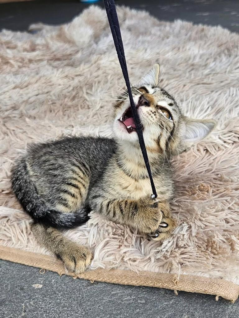 Miya, gata de porte pequeno para adoção em São Luís - MA — foto 5 de 8