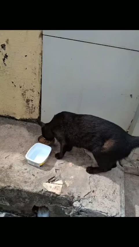 Belinha, gata de porte médio para adoção em São Luís - MA