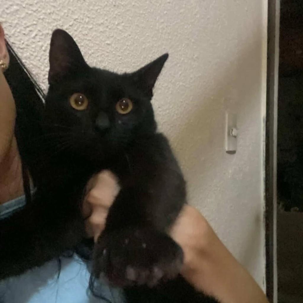 Preto, gato de porte pequeno para adoção em São Luís - MA