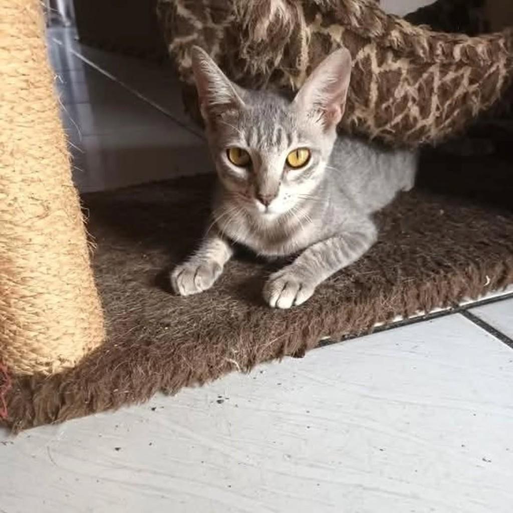 Ana Castela, gato de porte pequeno para adoção em São Luís - MA