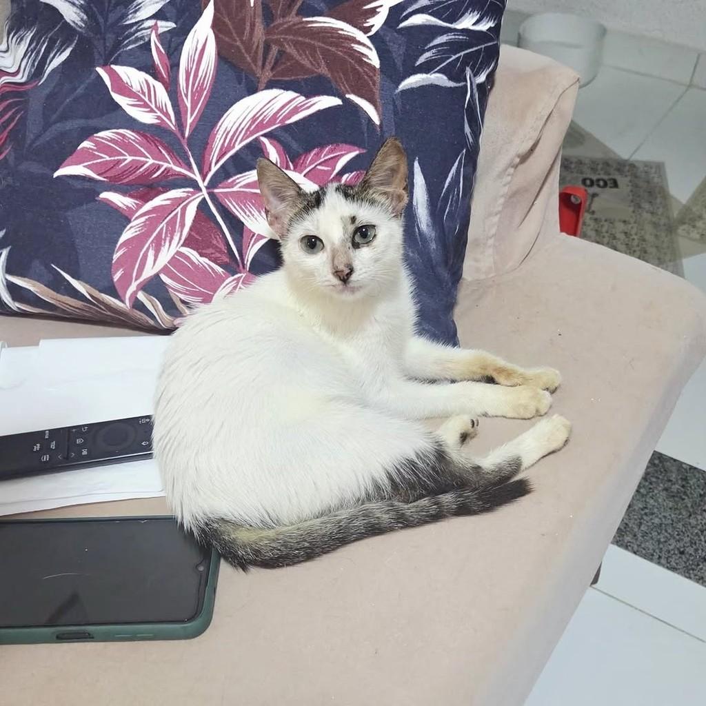 Eloá, gato de porte pequeno para adoção em São Luís - MA