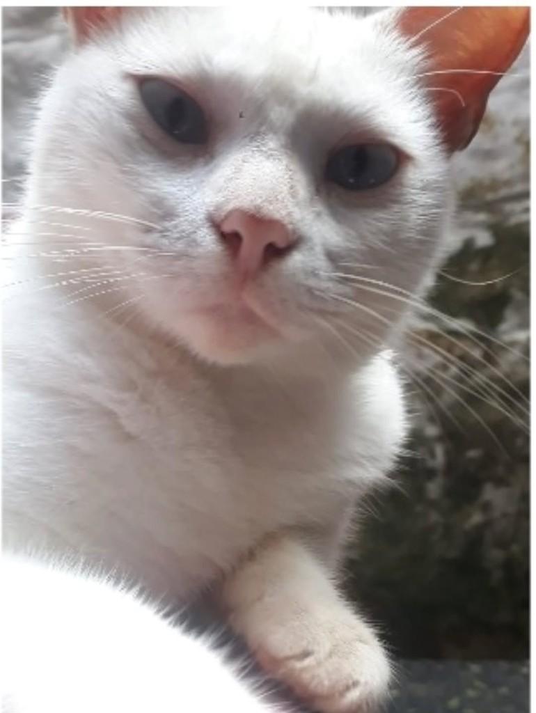 Linda, gata de porte pequeno para adoção em São Luís - MA