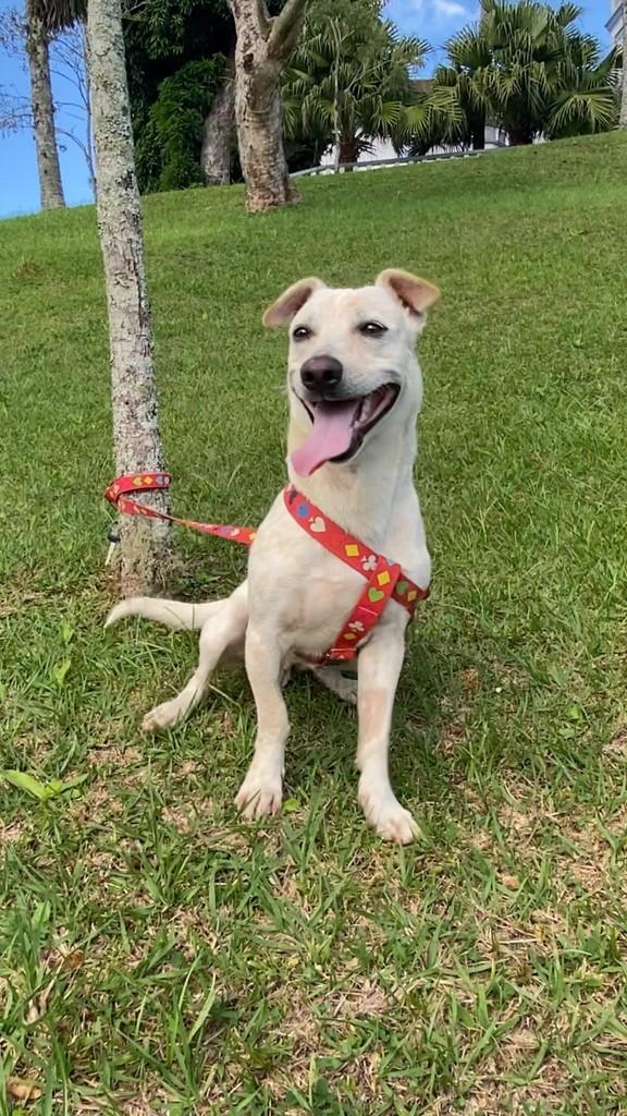 Frederico, cachorro de porte médio para adoção em Rodeio - SC