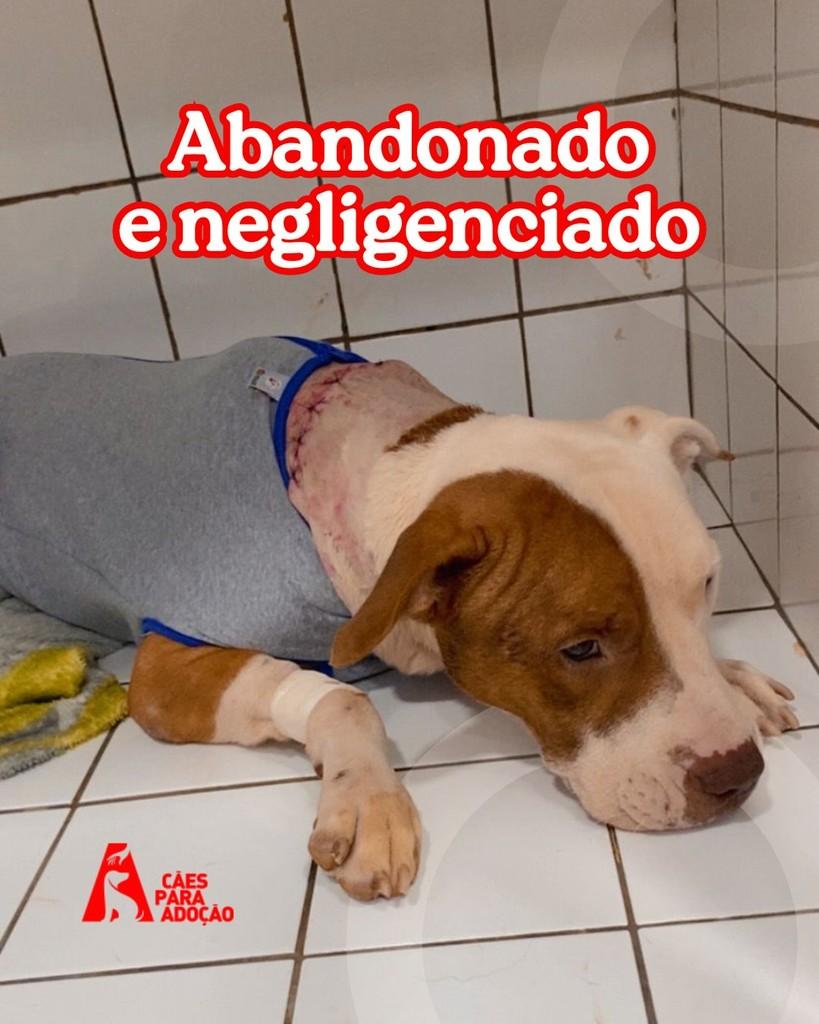 Drake, cachorro de porte médio para adoção em Indaiatuba - SP