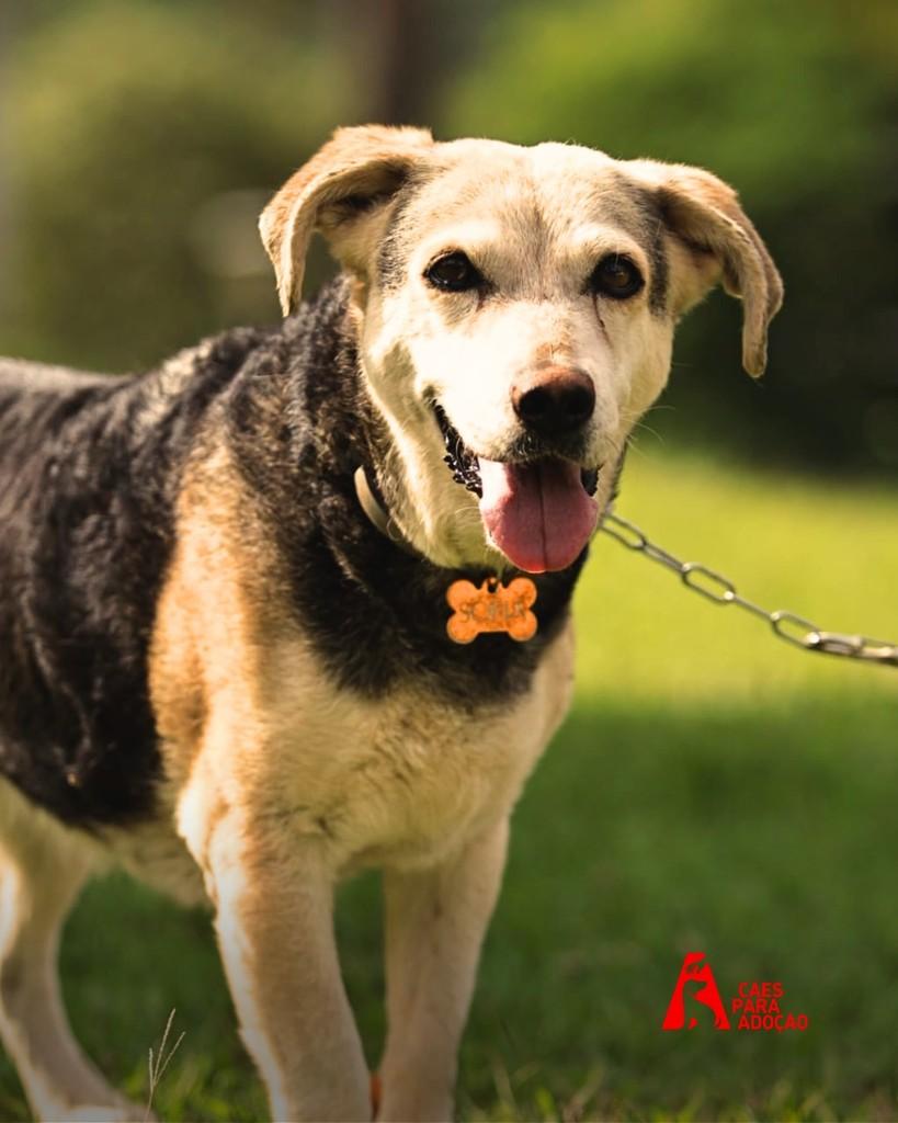 Sofia, cachorro de porte médio para adoção em Indaiatuba - SP
