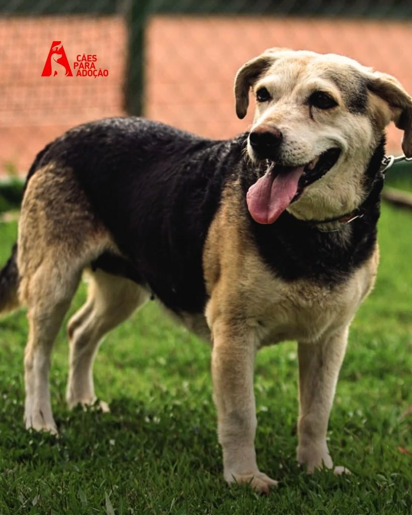 Sofia, cachorro de porte médio para adoção em Indaiatuba - SP — foto 2 de 3