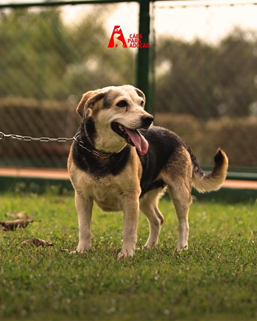 Sofia, cachorro de porte médio para adoção em Indaiatuba - SP — foto 3 de 3