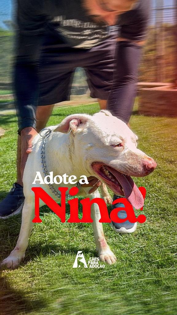 Nina, cadela de porte médio para adoção em Indaiatuba - SP