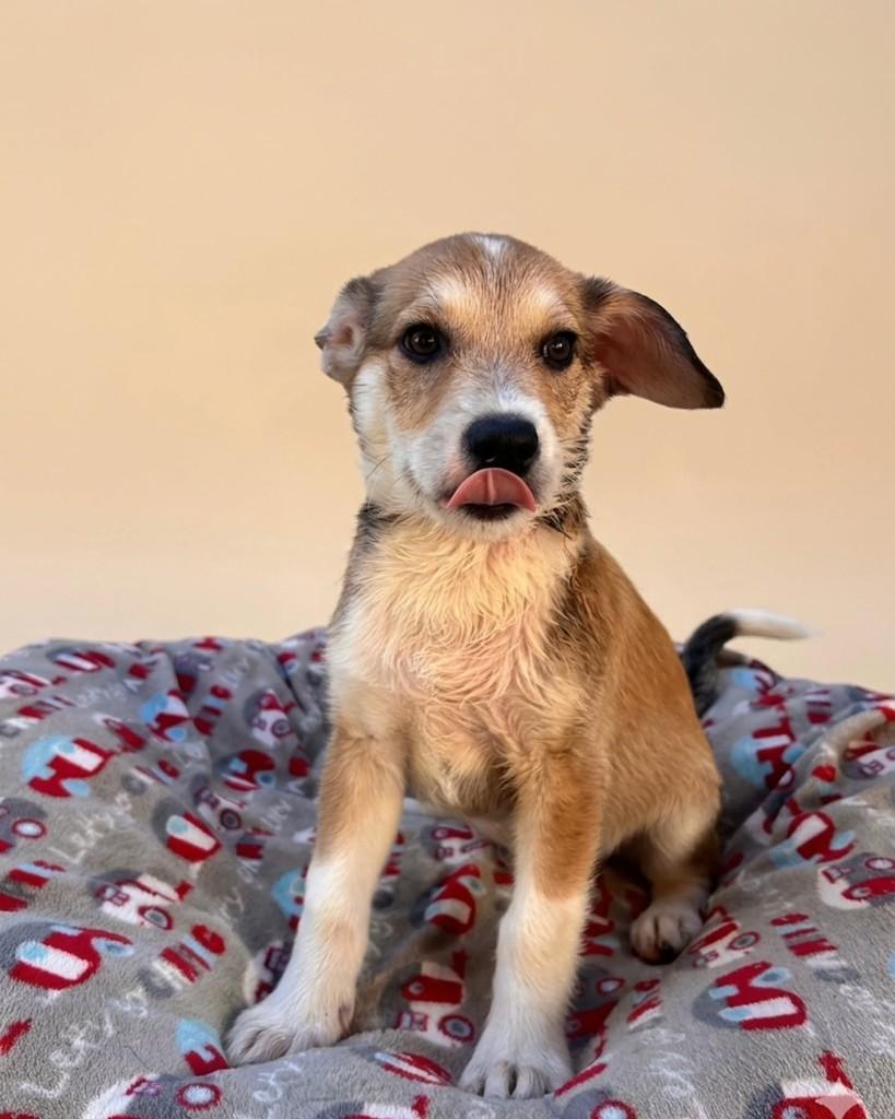 Dylan, cachorro de porte pequeno para adoção em São Paulo - SP