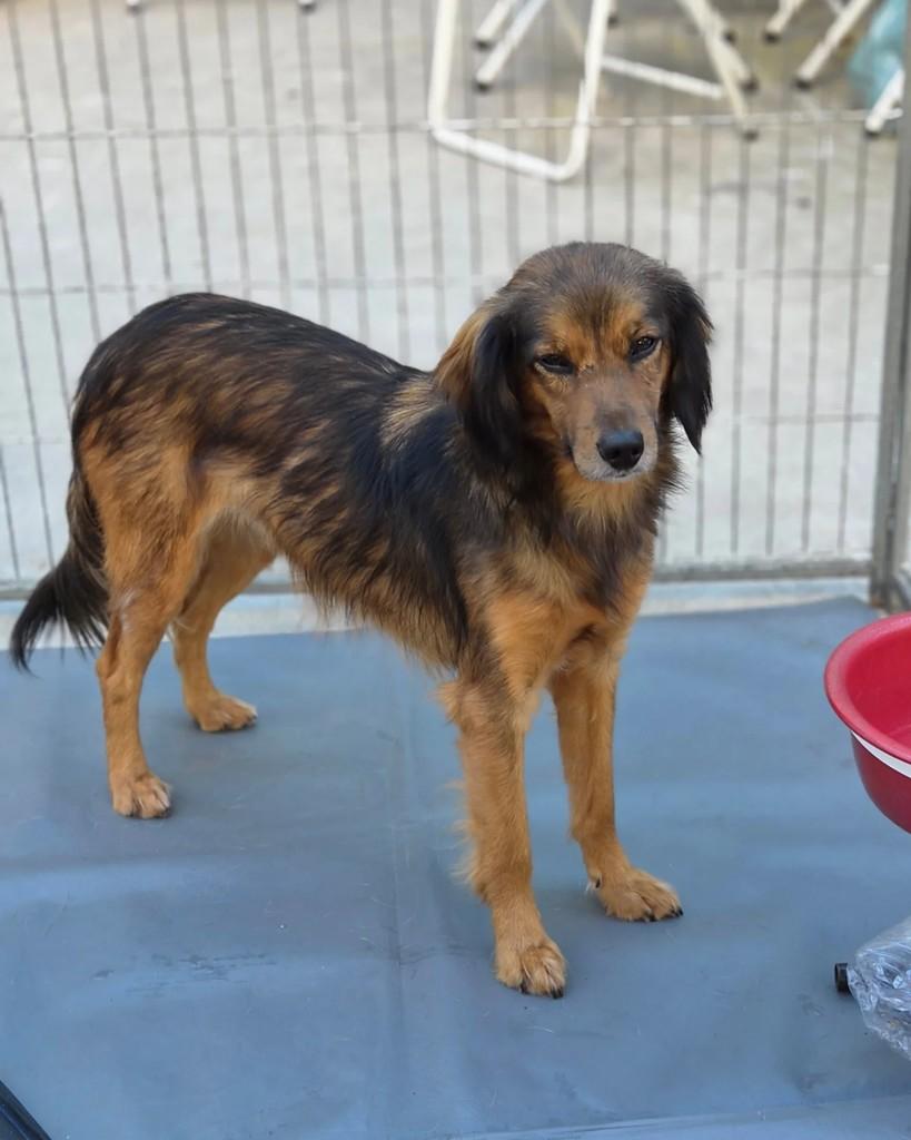 Camila, cachorro de porte pequeno para adoção em São Paulo - SP