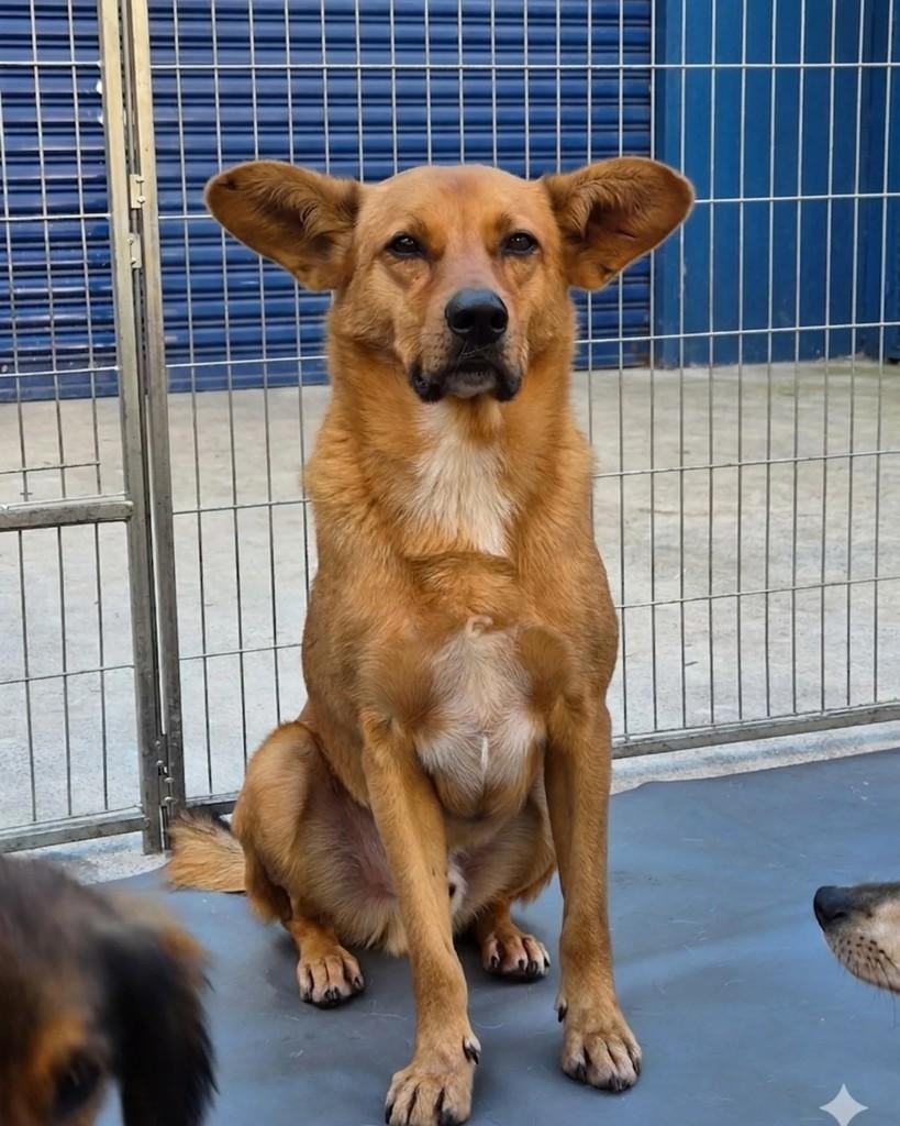Spack, cachorro de porte médio para adoção em São Paulo - SP