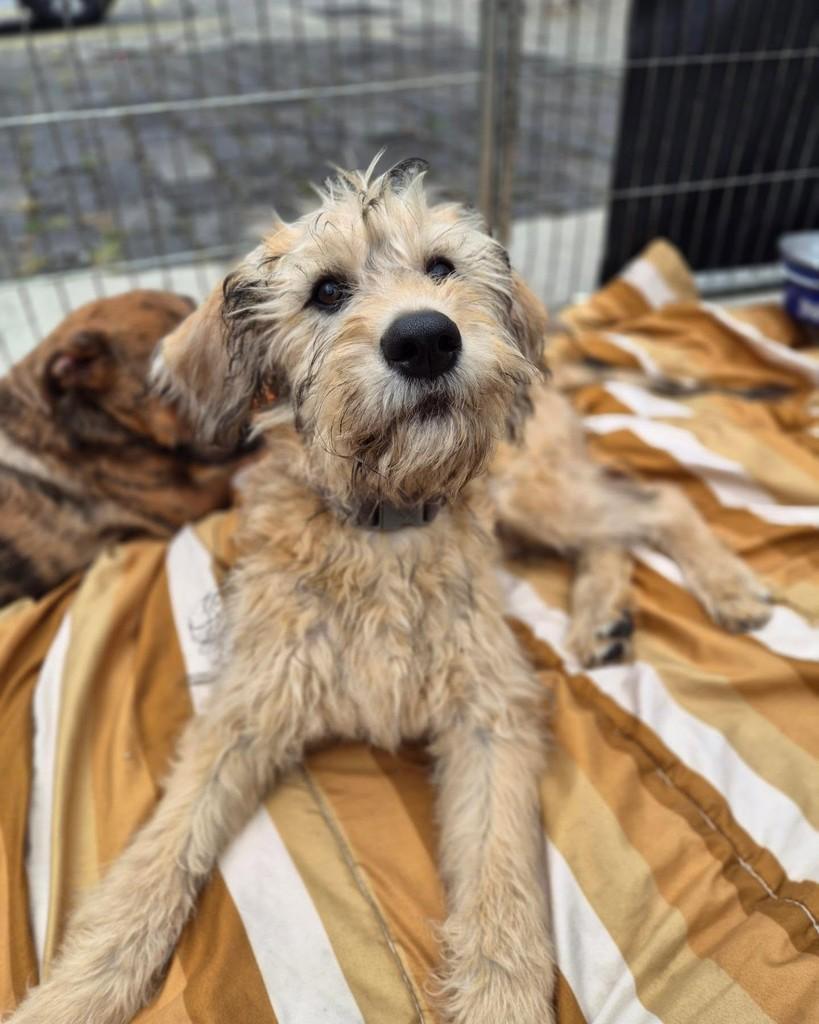 Ágata, cachorro de porte médio para adoção em São Paulo - SP