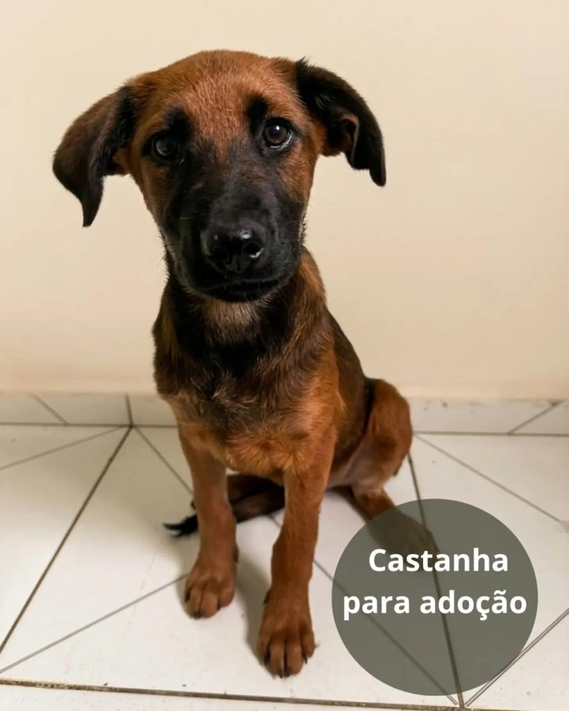 Castanha, cachorro de porte pequeno para adoção em São Paulo - SP