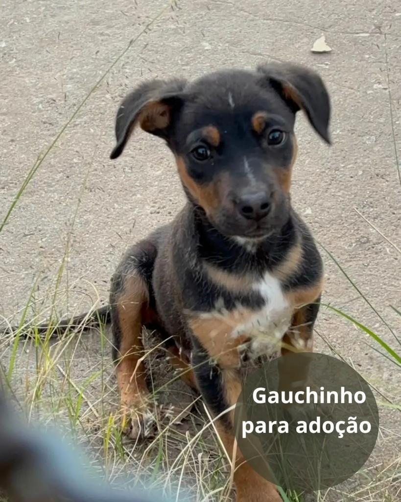 Gauchinho, cachorro de porte pequeno para adoção em São Paulo - SP