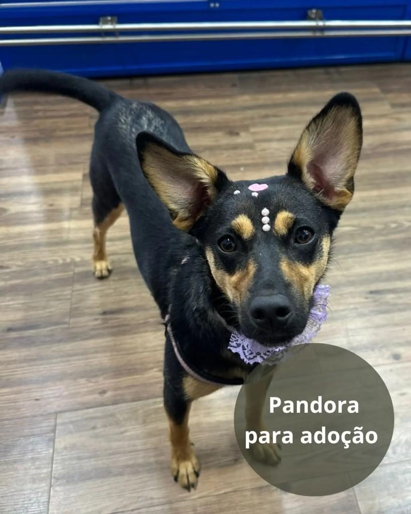 Pandora, cachorro de porte pequeno para adoção em São Paulo - SP