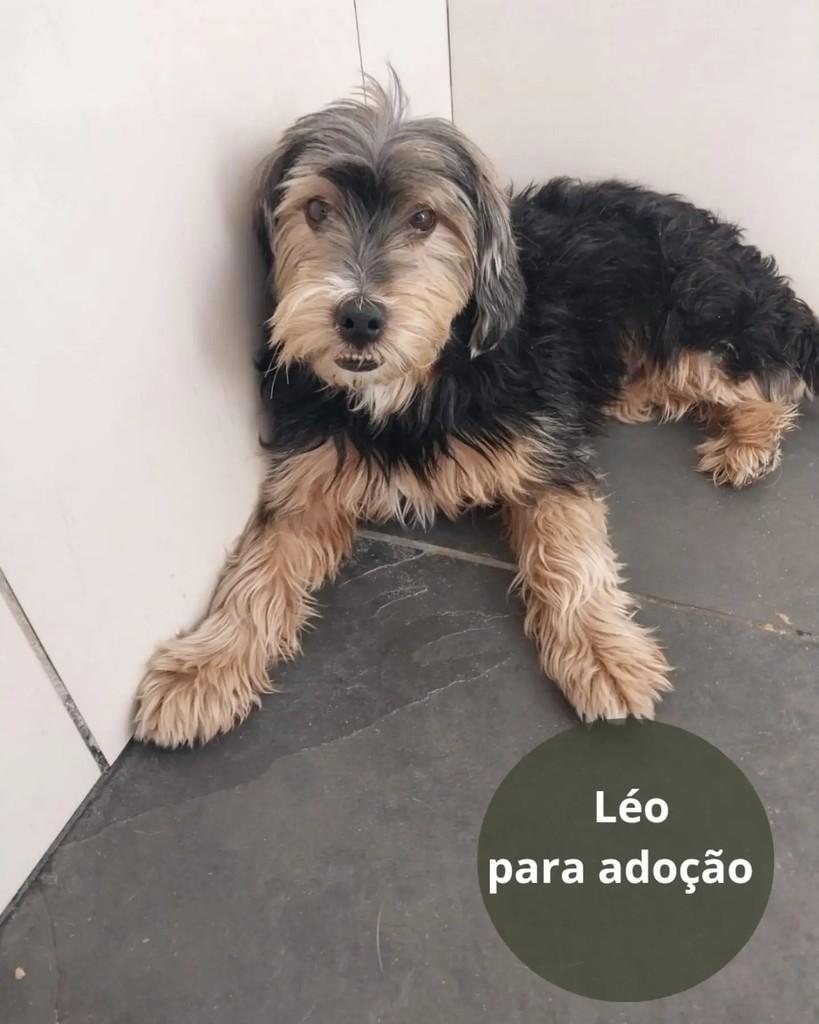 Léo, cachorro de porte pequeno para adoção em São Paulo - SP