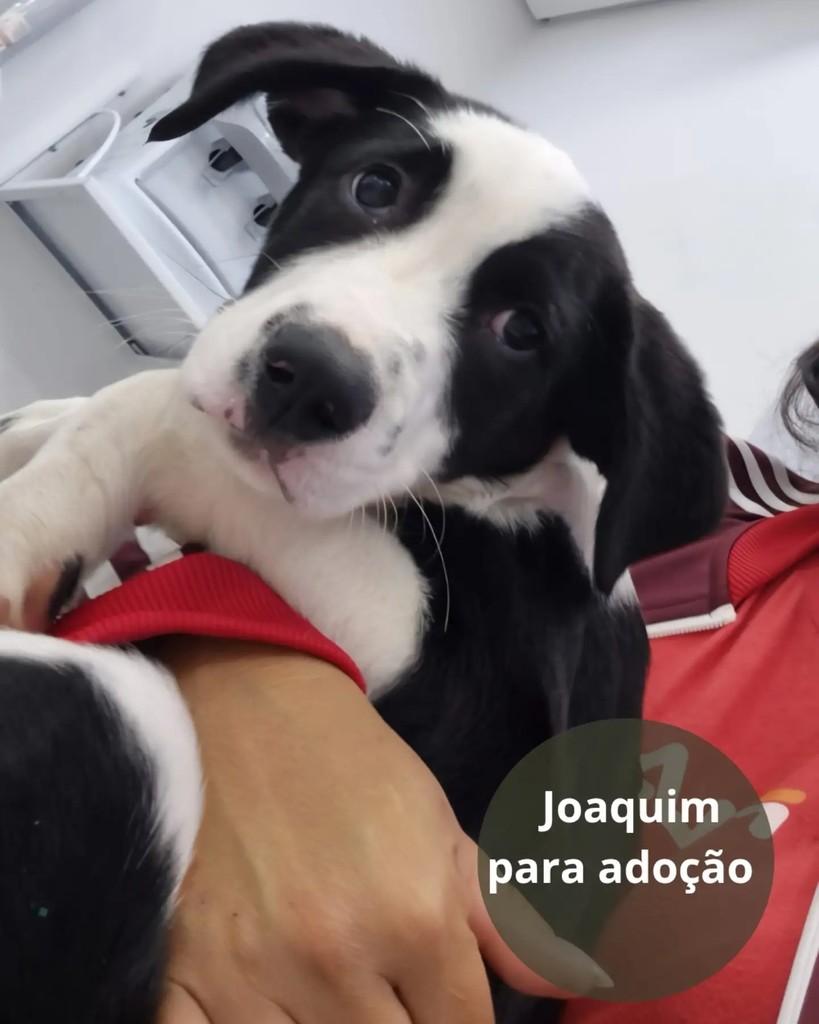 Joaquim, cachorro de porte pequeno para adoção em São Paulo - SP