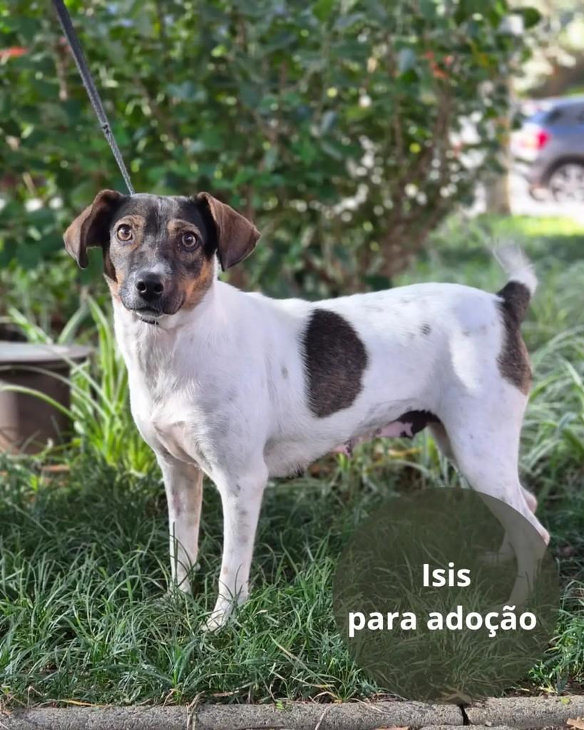 Isis, cachorro de porte pequeno para adoção em São Paulo - SP