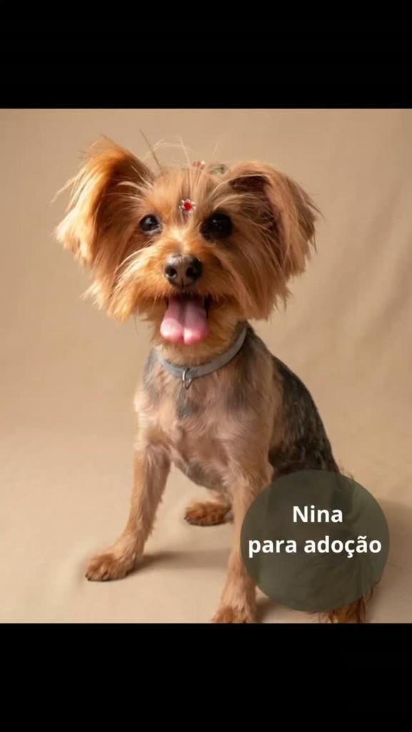 Nina, cachorro de porte pequeno para adoção em São Paulo - SP