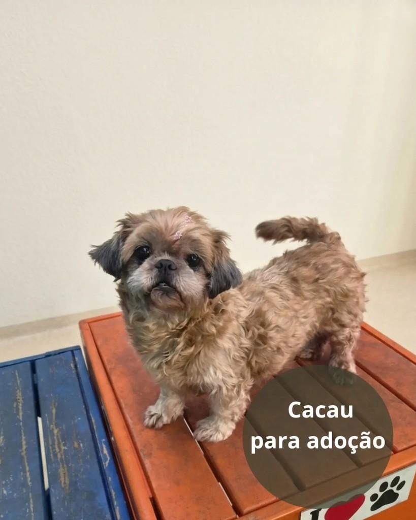 Cacau, cadela de porte pequeno para adoção em São Paulo - SP