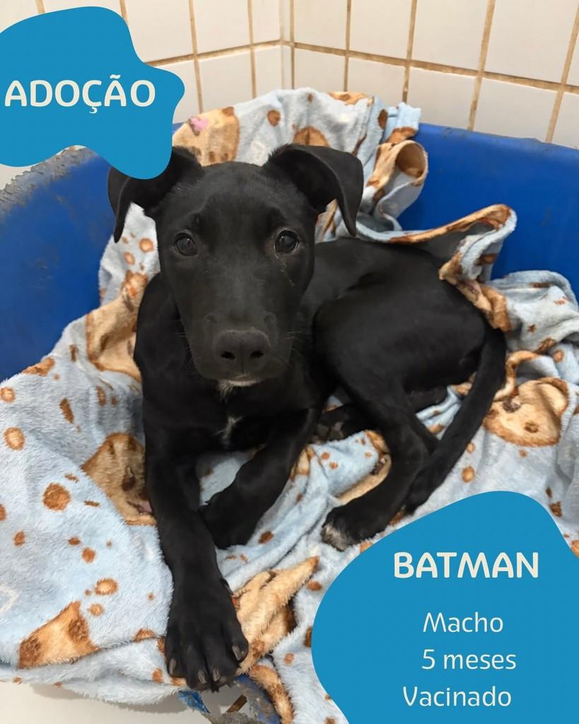 Batman, cachorro de porte médio para adoção em Boracéia - SP