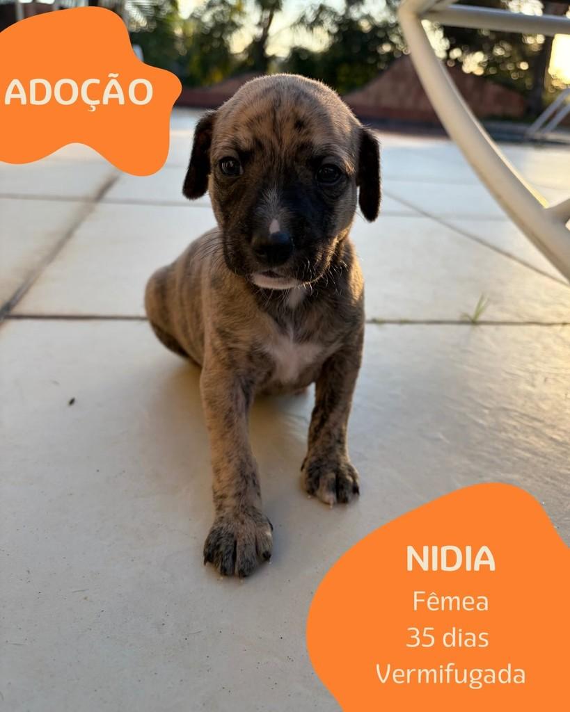 Nidia, cachorro para adoção em Boracéia - SP
