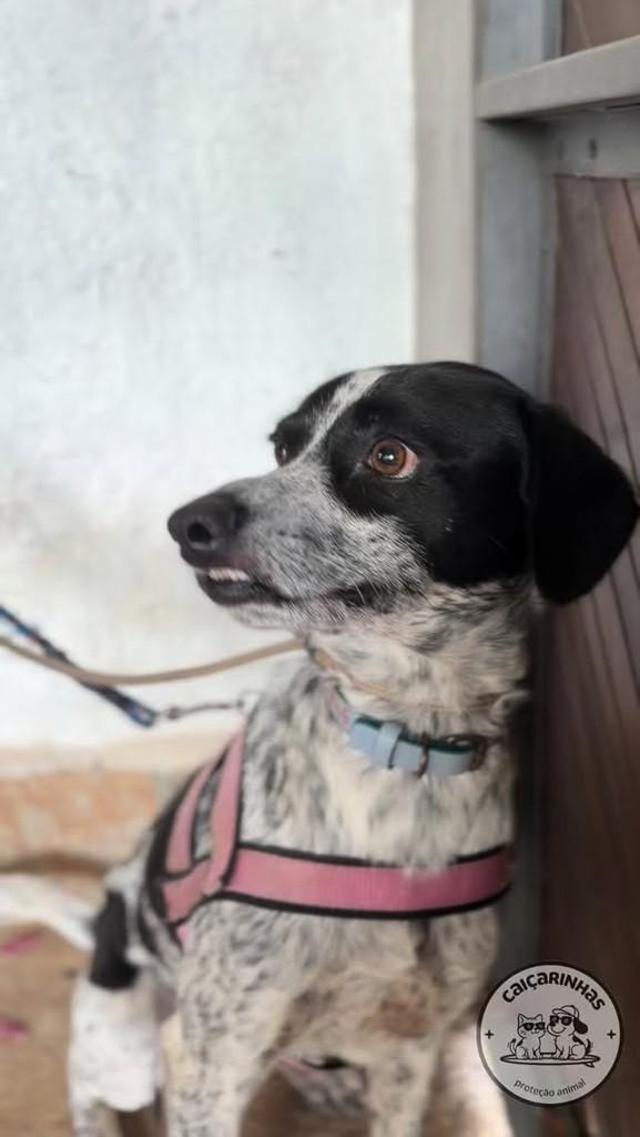 Boquinha, cachorro de porte médio para adoção em Boracéia - SP