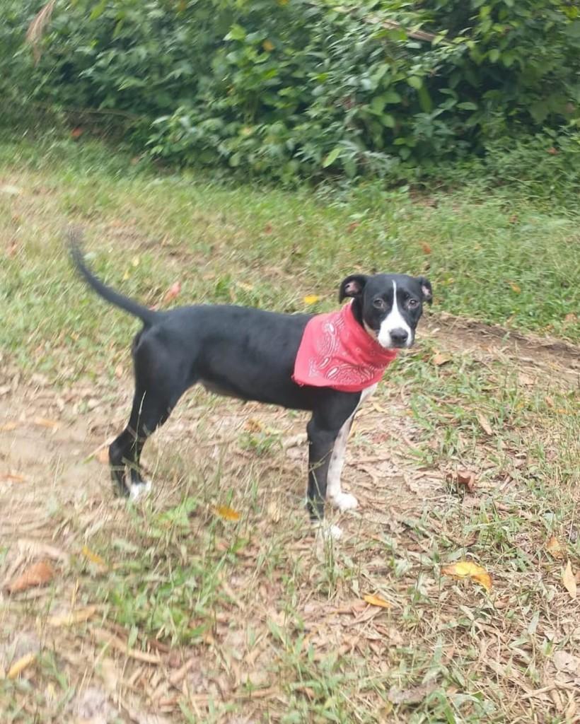 Amorinha, cadela de porte médio para adoção em Boracéia - SP