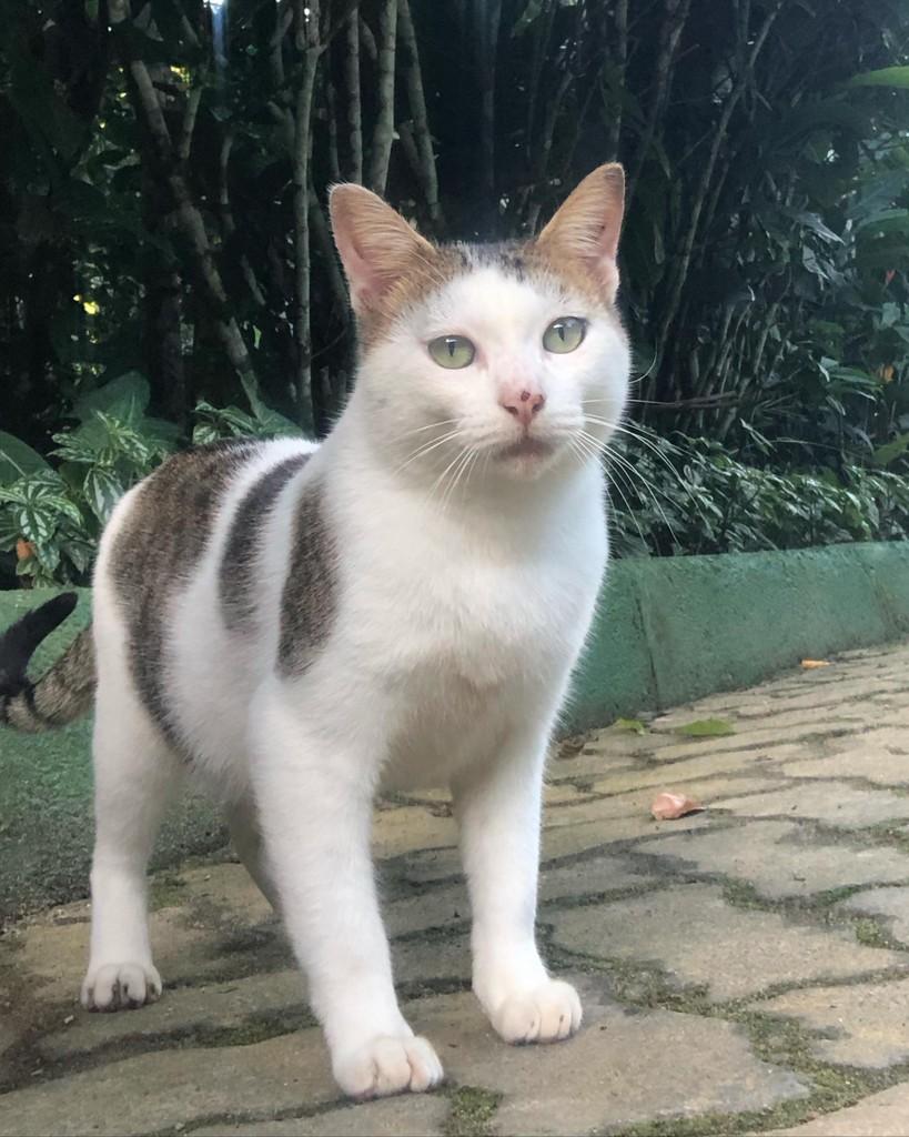 Pompom, gato de porte pequeno para adoção em Boracéia - SP